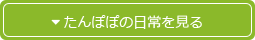 たんぽぽの日常を見る